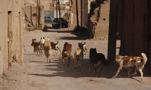 ما به سگ ولگرد غذا می دهیم؛ شما واکسن هاری بزنید!