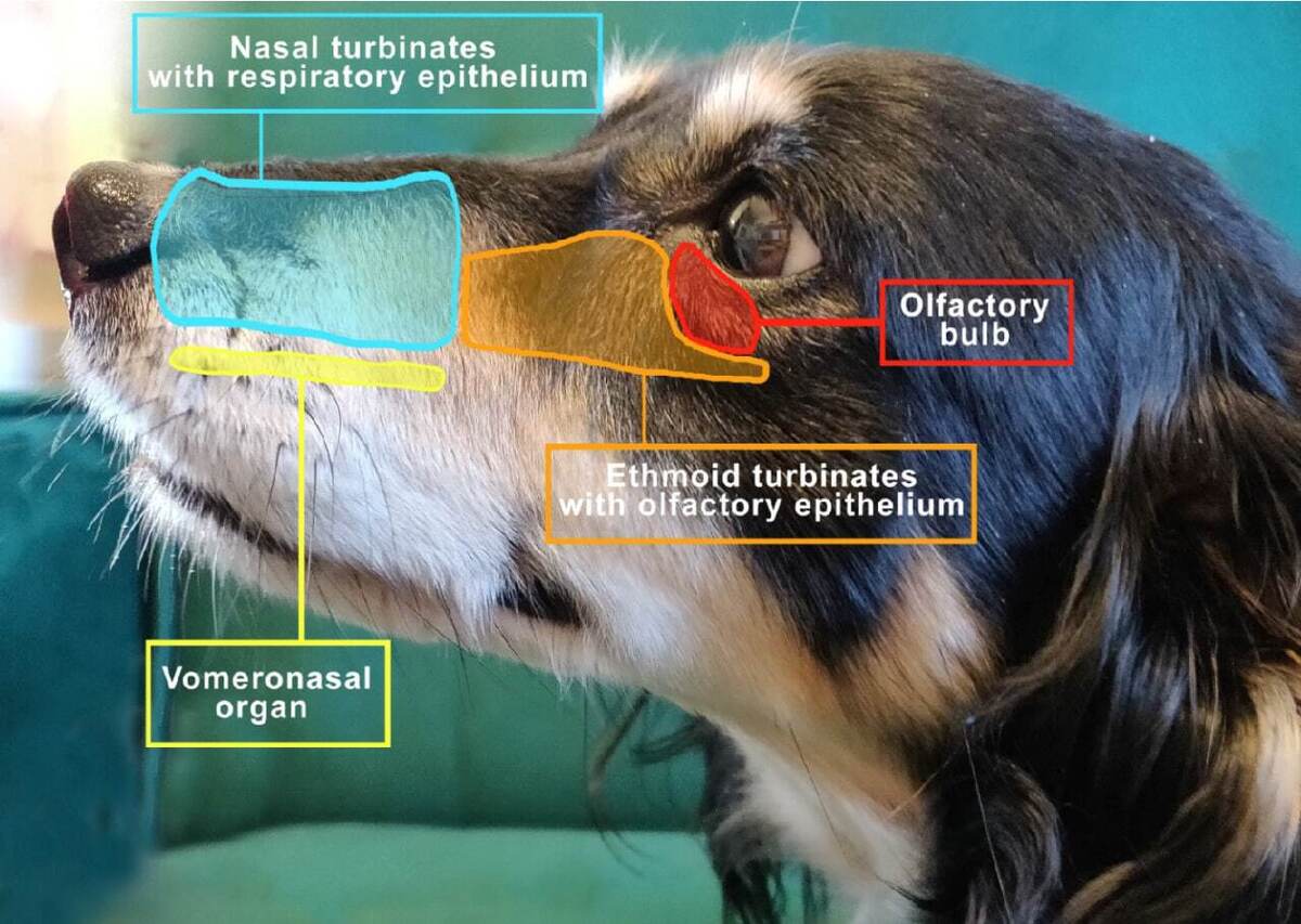 بینی سگ ها دو مجرای هوایی دارد؛ یکی برای تنفس و دیگری برای بویایی!