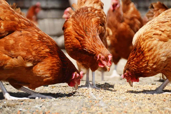 تغذیه بهترین خوراک برای مرغ در تابستان