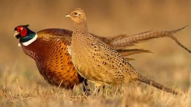 راهنمای کامل پرورش قرقاول (گوشتی و تخم گذار)